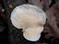 Sugaras likacsosgomba (Neofavolus alveolaris), Budai-hegység